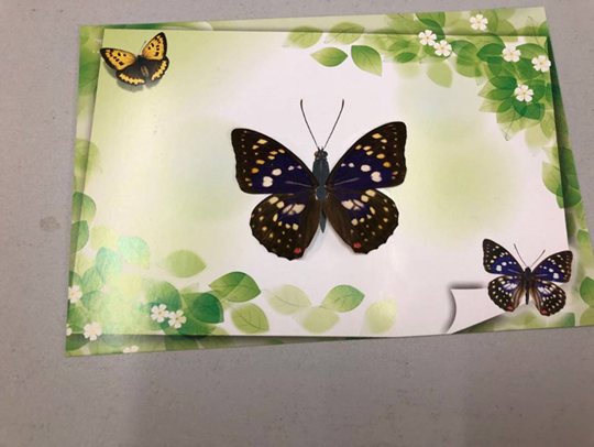 2025.9.13-2026.1.31仅节假日蝴蝶贺卡9：30-15：00